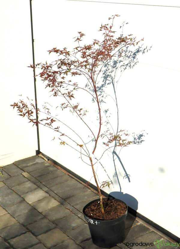 KLON PALMOWY BENI KOSODE Acer palmatum ''Beni Kosode'