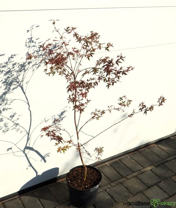 KLON PALMOWY BENI KOSODE Acer palmatum ''Beni Kosode'