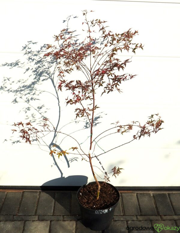 KLON PALMOWY BENI KOSODE Acer palmatum ''Beni Kosode'