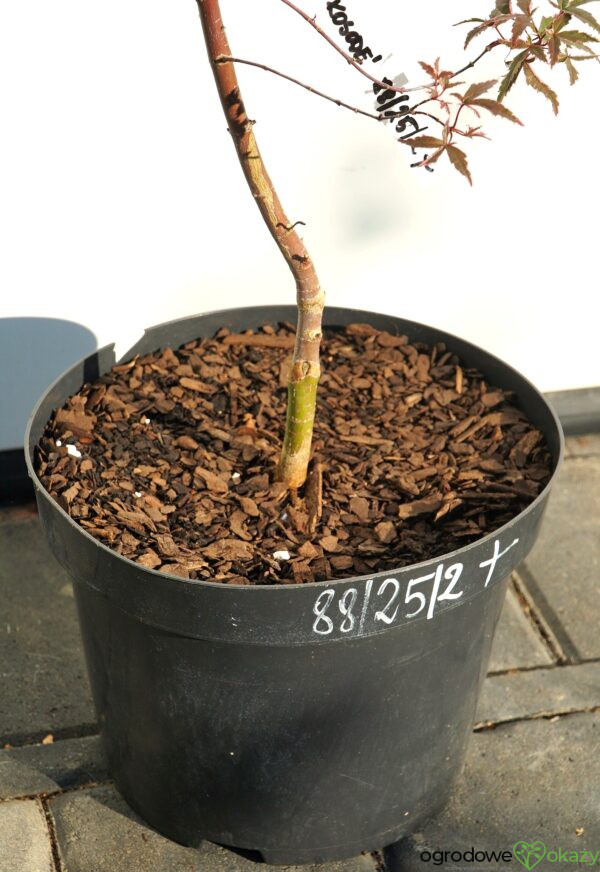 KLON PALMOWY BENI KOSODE Acer palmatum ''Beni Kosode'