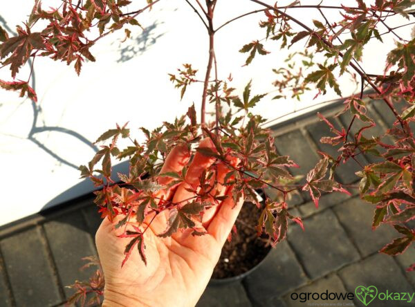 KLON PALMOWY BENI KOSODE Acer palmatum ''Beni Kosode'