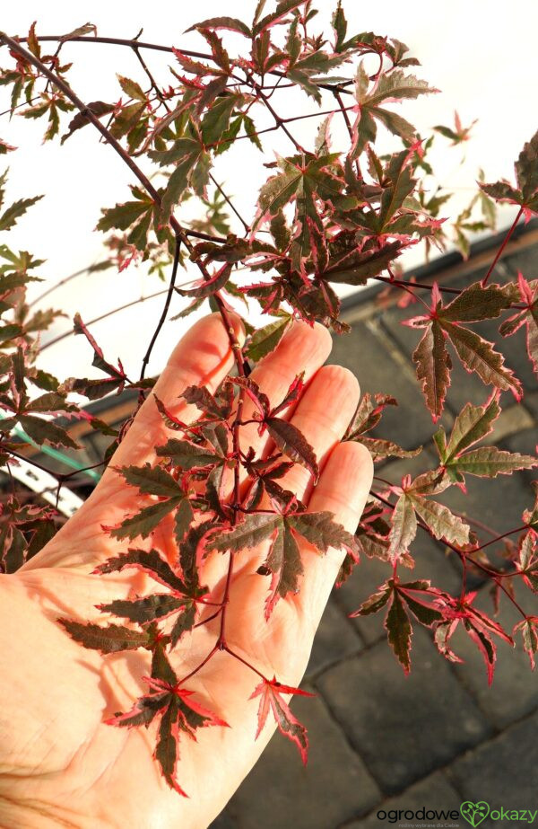 KLON PALMOWY BENI KOSODE Acer palmatum ''Beni Kosode'
