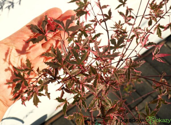 KLON PALMOWY BENI KOSODE Acer palmatum ''Beni Kosode'