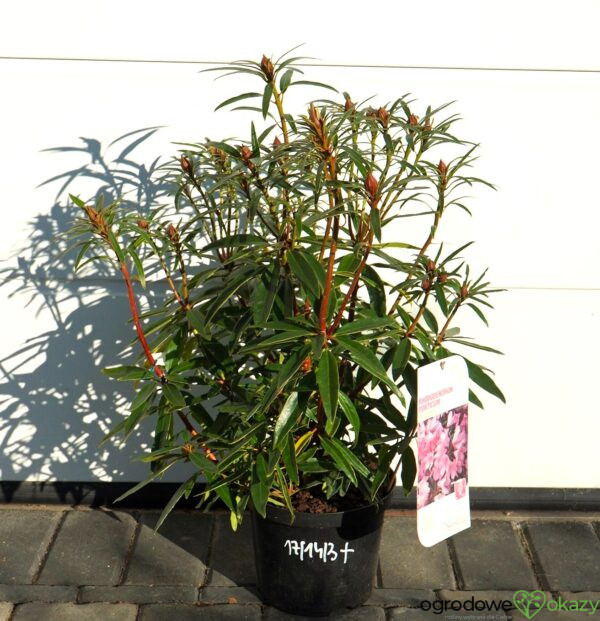 RÓŻANECZNIK PONTYJSKI GRAZIELLA Rhododendron ponticum 'Graziella'