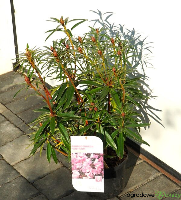 RÓŻANECZNIK PONTYJSKI GRAZIELLA Rhododendron ponticum 'Graziella'