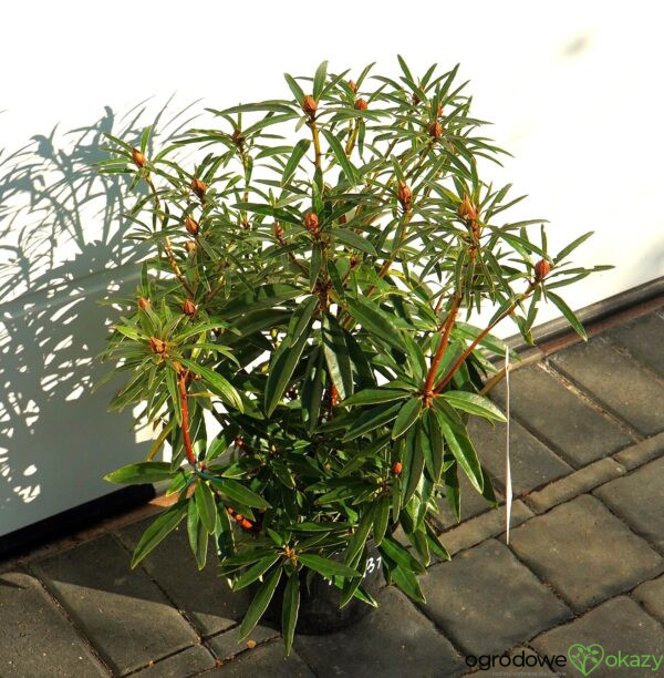 RÓŻANECZNIK PONTYJSKI GRAZIELLA Rhododendron ponticum 'Graziella'