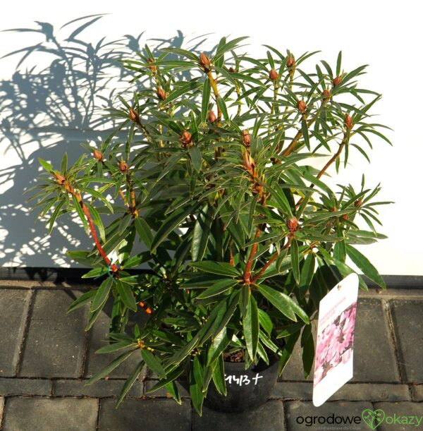 RÓŻANECZNIK PONTYJSKI GRAZIELLA Rhododendron ponticum 'Graziella'