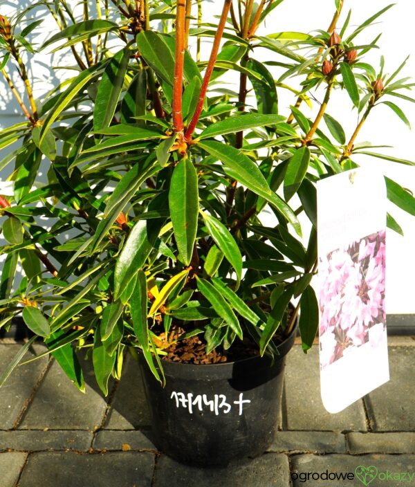 RÓŻANECZNIK PONTYJSKI GRAZIELLA Rhododendron ponticum 'Graziella'