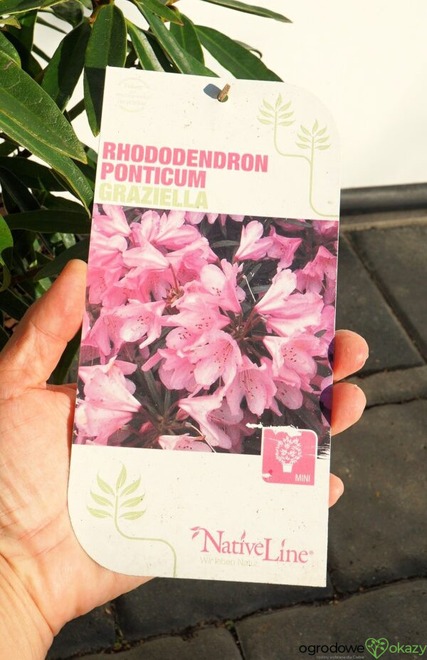 RÓŻANECZNIK PONTYJSKI GRAZIELLA Rhododendron ponticum 'Graziella'