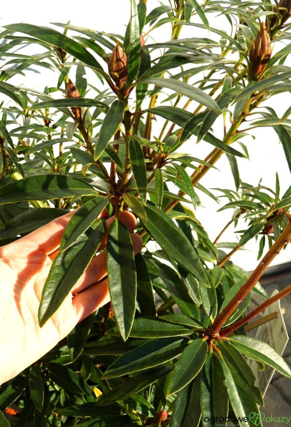 RÓŻANECZNIK PONTYJSKI GRAZIELLA Rhododendron ponticum 'Graziella'