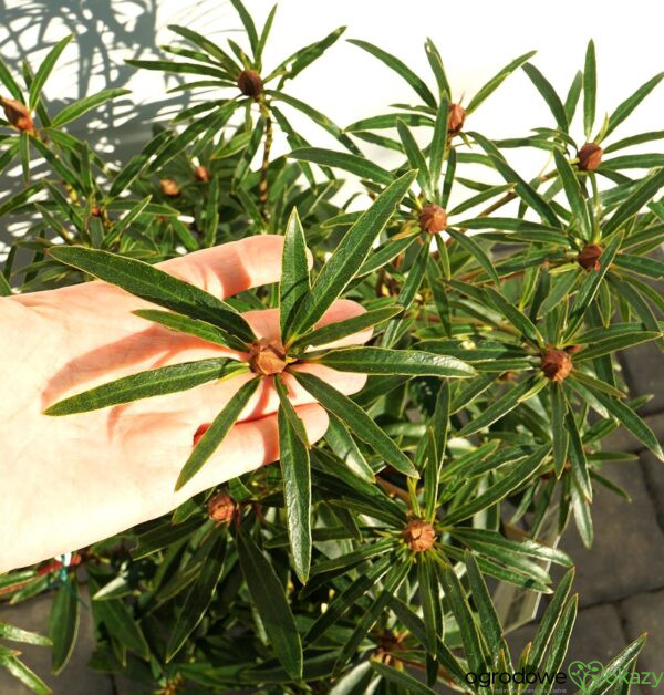 RÓŻANECZNIK PONTYJSKI GRAZIELLA Rhododendron ponticum 'Graziella'