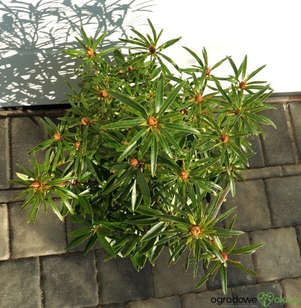 RÓŻANECZNIK PONTYJSKI GRAZIELLA Rhododendron ponticum 'Graziella'