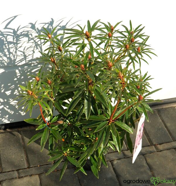 RÓŻANECZNIK PONTYJSKI GRAZIELLA Rhododendron ponticum 'Graziella'