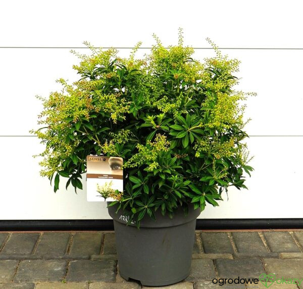 PIERIS JAPOŃSKI SARABANDE Pieris japonica 'Sarabande'