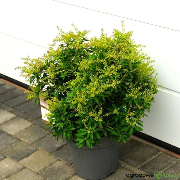 PIERIS JAPOŃSKI SARABANDE Pieris japonica 'Sarabande'
