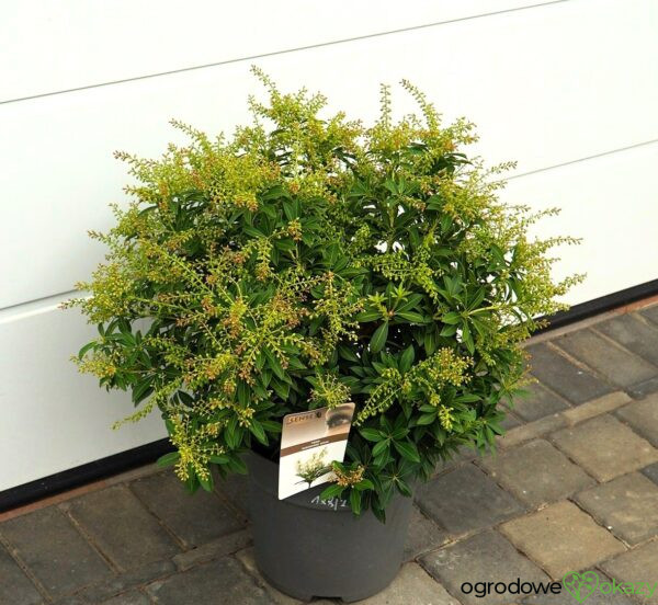 PIERIS JAPOŃSKI SARABANDE Pieris japonica 'Sarabande'