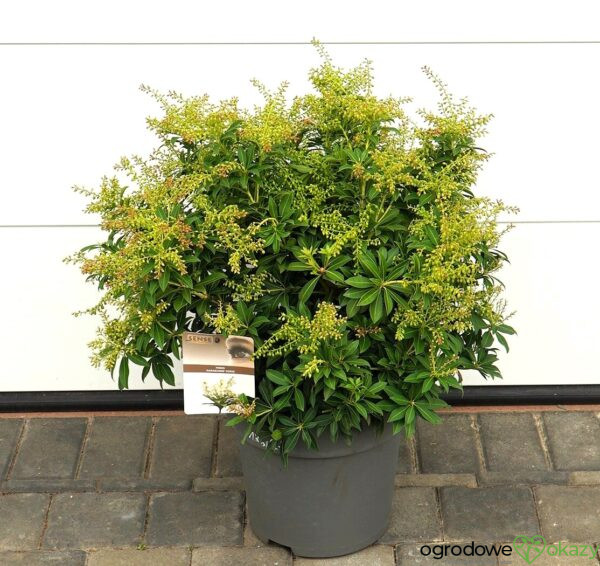 PIERIS JAPOŃSKI SARABANDE Pieris japonica 'Sarabande'