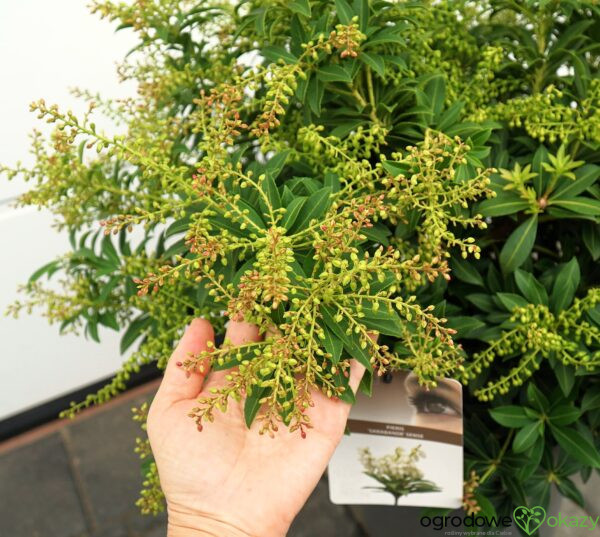 PIERIS JAPOŃSKI SARABANDE Pieris japonica 'Sarabande'