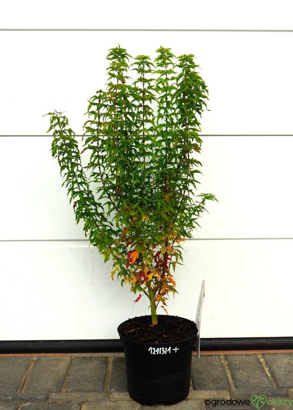 KLON PALMOWY KOTOHIME Acer palmatum 'Kotohime'
