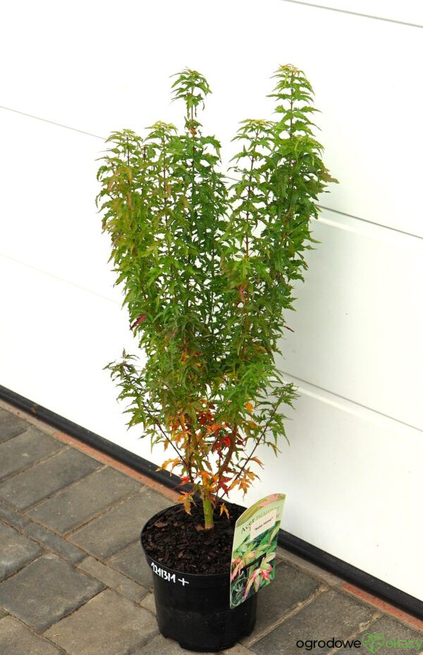 KLON PALMOWY KOTOHIME Acer palmatum 'Kotohime'
