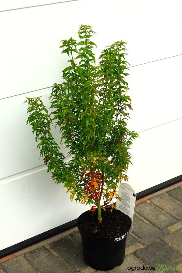 KLON PALMOWY KOTOHIME Acer palmatum 'Kotohime'