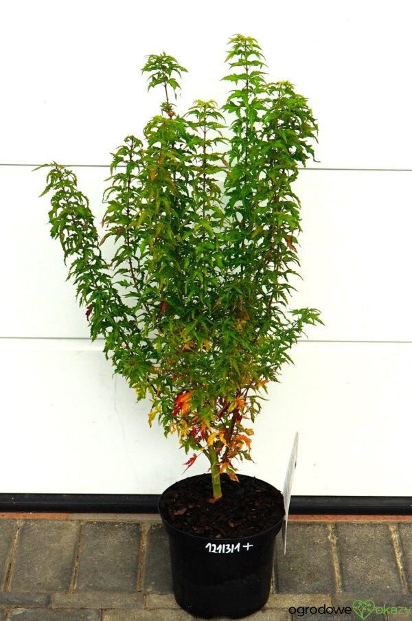 KLON PALMOWY KOTOHIME Acer palmatum 'Kotohime'