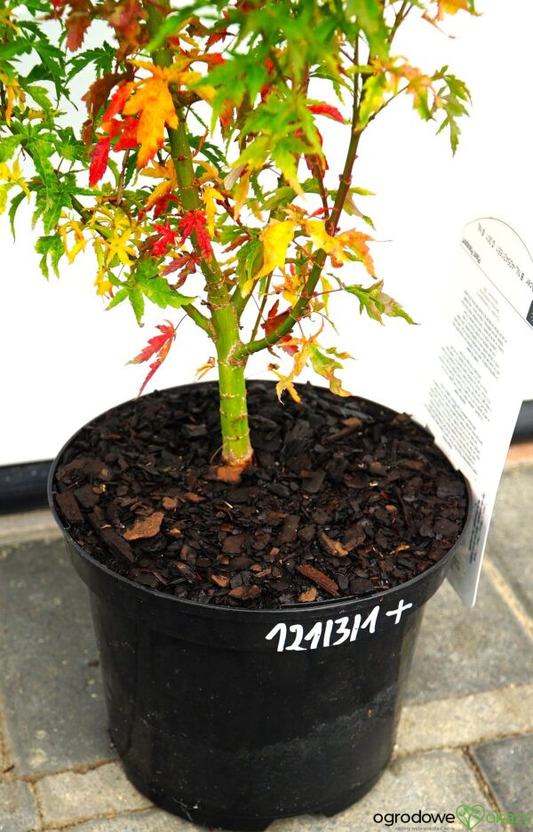 KLON PALMOWY KOTOHIME Acer palmatum 'Kotohime'
