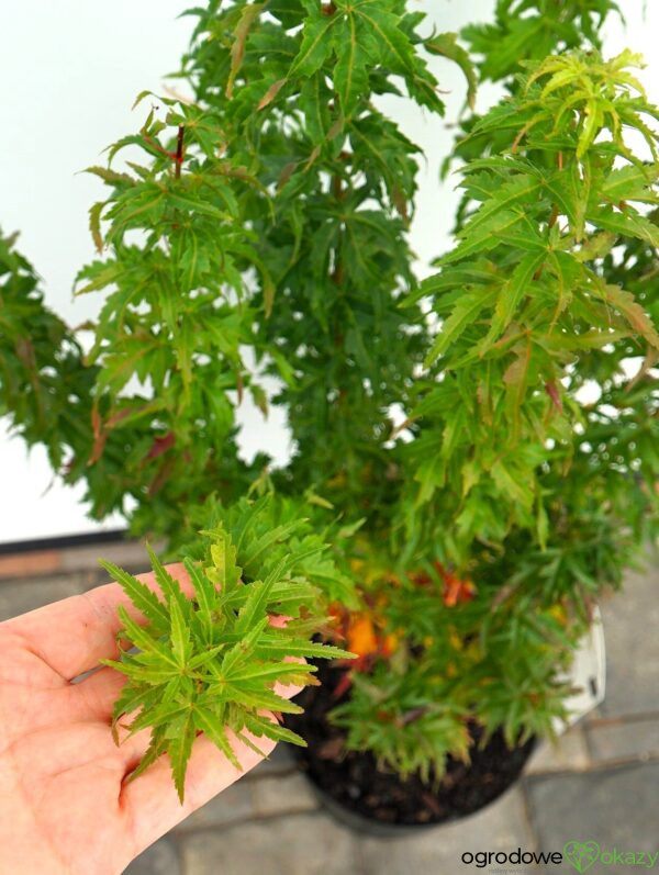 KLON PALMOWY KOTOHIME Acer palmatum 'Kotohime'