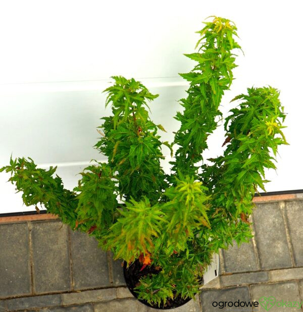 KLON PALMOWY KOTOHIME Acer palmatum 'Kotohime'