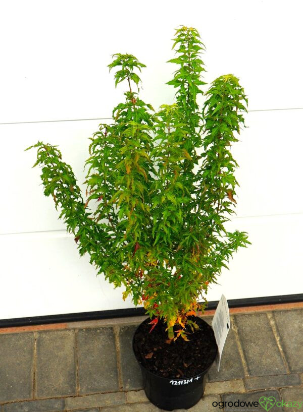 KLON PALMOWY KOTOHIME Acer palmatum 'Kotohime'