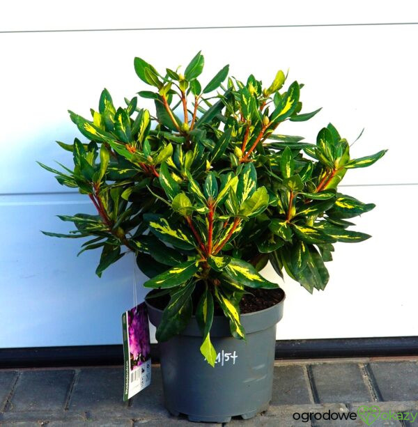 RÓŻANECZNIK GOLDFLIMMER Rhododendron 'Goldflimmer'