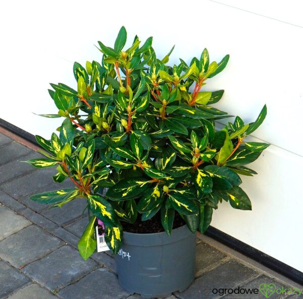 RÓŻANECZNIK GOLDFLIMMER Rhododendron 'Goldflimmer'