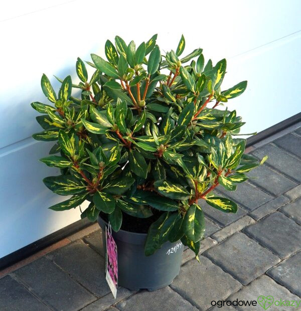 RÓŻANECZNIK GOLDFLIMMER Rhododendron 'Goldflimmer'