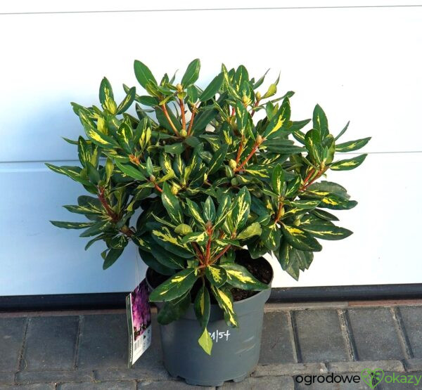RÓŻANECZNIK GOLDFLIMMER Rhododendron 'Goldflimmer'