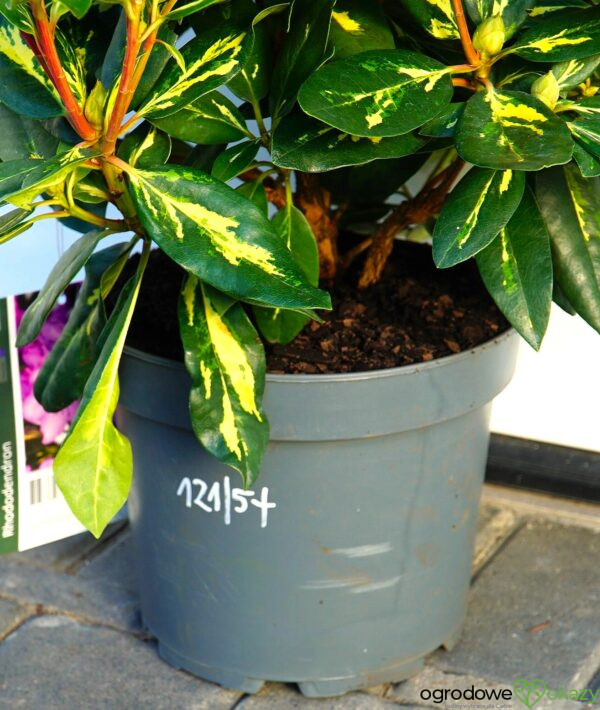 RÓŻANECZNIK GOLDFLIMMER Rhododendron 'Goldflimmer'