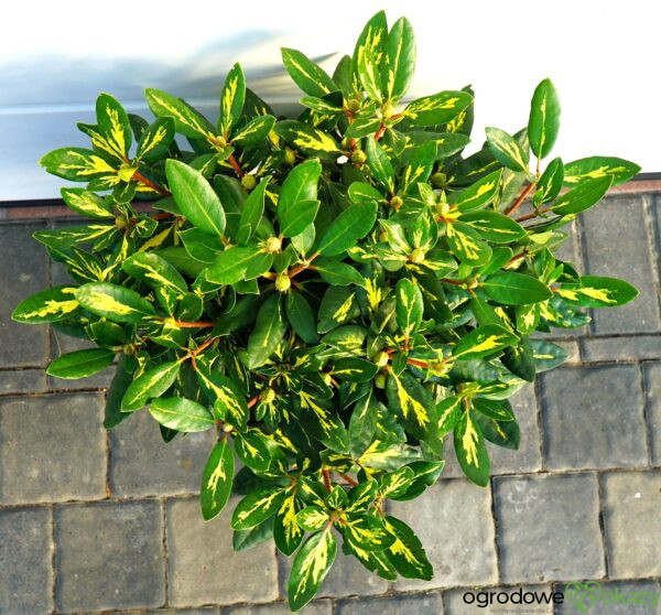 RÓŻANECZNIK GOLDFLIMMER Rhododendron 'Goldflimmer'