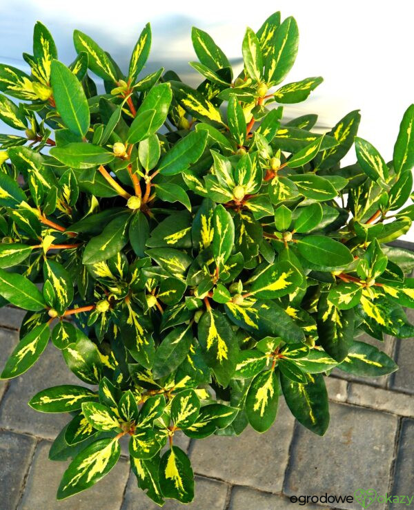 RÓŻANECZNIK GOLDFLIMMER Rhododendron 'Goldflimmer'