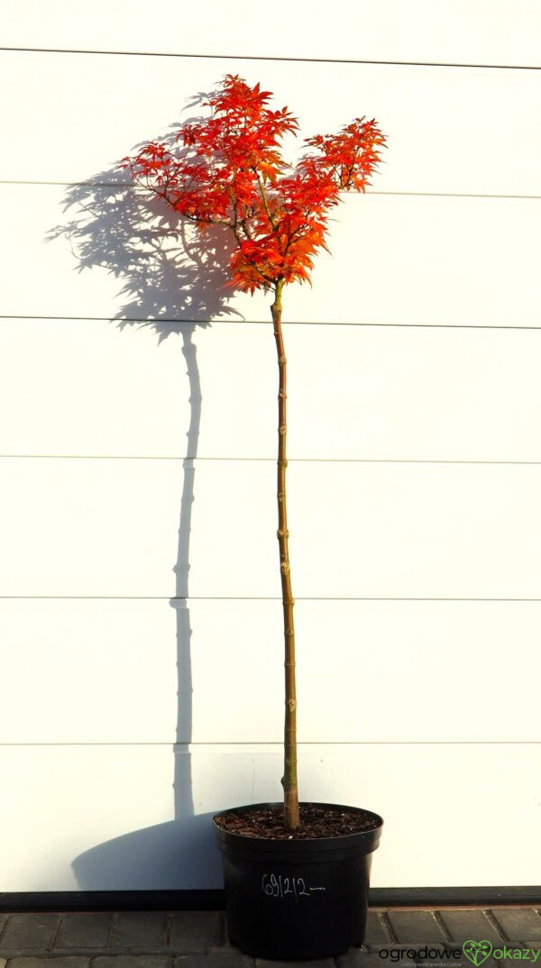 KLON PALMOWY MIKAWA YATSUBUSA Acer palmatum 'Mikawa Yatsubusa'