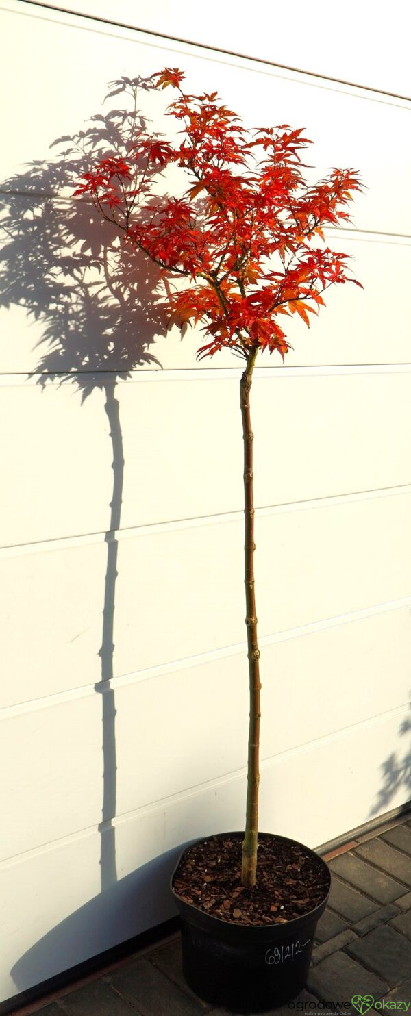 KLON PALMOWY MIKAWA YATSUBUSA Acer palmatum 'Mikawa Yatsubusa'