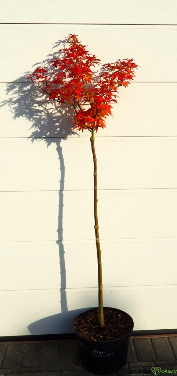 KLON PALMOWY MIKAWA YATSUBUSA Acer palmatum 'Mikawa Yatsubusa'