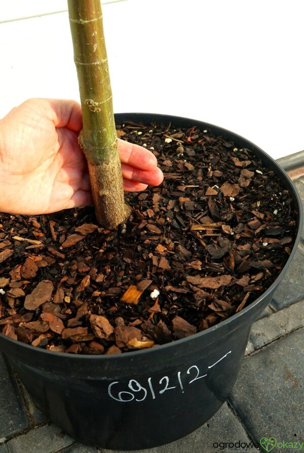 KLON PALMOWY MIKAWA YATSUBUSA Acer palmatum 'Mikawa Yatsubusa'