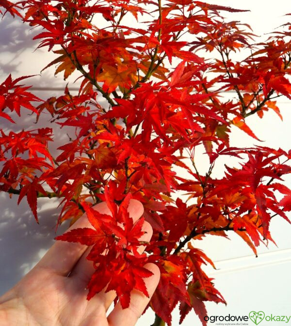 KLON PALMOWY MIKAWA YATSUBUSA Acer palmatum 'Mikawa Yatsubusa'