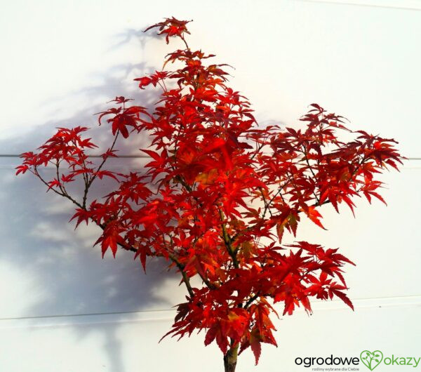 KLON PALMOWY MIKAWA YATSUBUSA Acer palmatum 'Mikawa Yatsubusa'