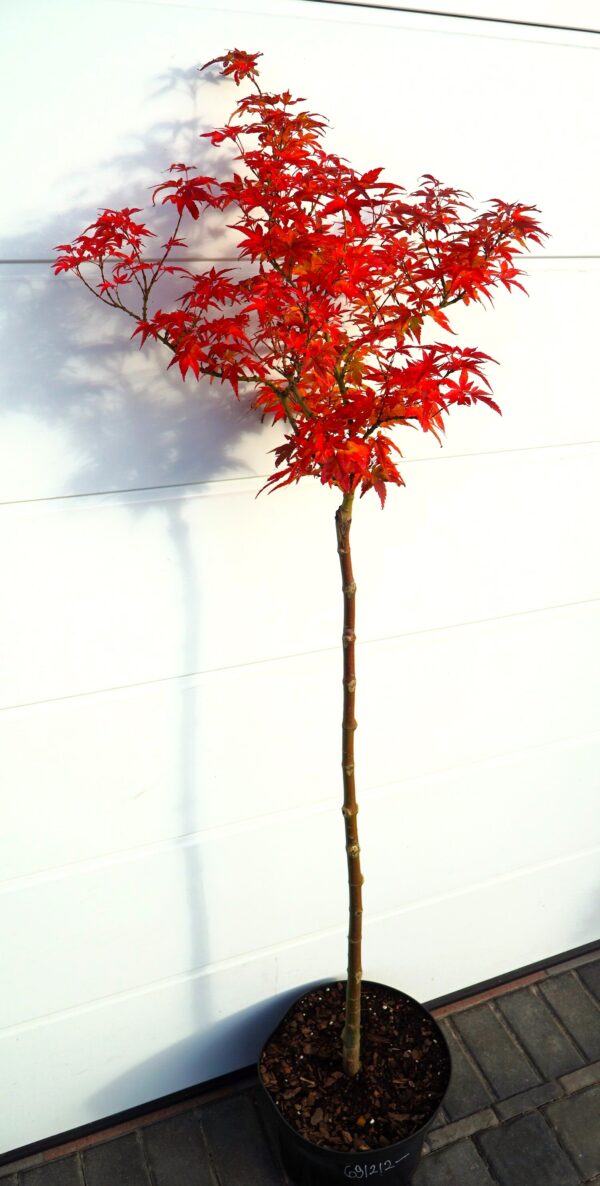 KLON PALMOWY MIKAWA YATSUBUSA Acer palmatum 'Mikawa Yatsubusa'
