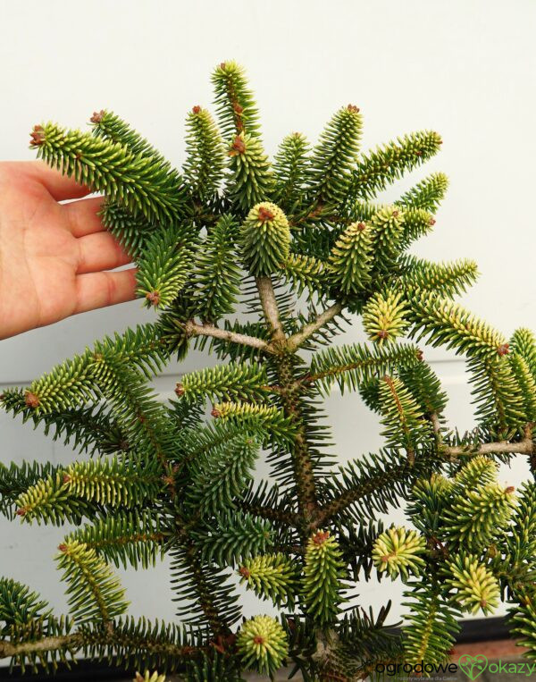 JOD A HISZPA SKA AUREA Abies Pinsapo Aurea OgrodowyOkazy pl