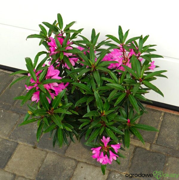 RANECZNIK PONTYJSKI GRAZIELLA Rhododendron ponticum 'Graziella' -  OgrodowyOkazy.pl